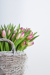 Fresh pink and purple tulip bouquet in a rustic wicker basket with white background and copy space for text  
