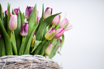 Fresh pink and purple tulip bouquet in a rustic wicker basket with white background and copy space for text  
