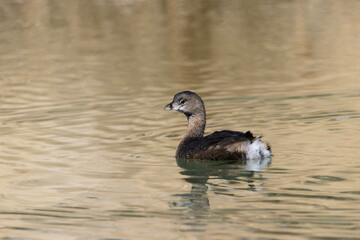 Pied billed Grebe, small diving bird, turns in its desert oasis environment at Agua Caliente Park in Tucson, Arizona, USA