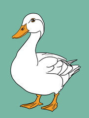duck vector drawing