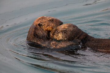 Swimming parent holds and pulls young sea otter into a wet embrace at Morro Bay in California, United States