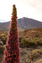 Red Echium wildpretii in the Teide National Park, Tenerife, Canary Islands, Spain.