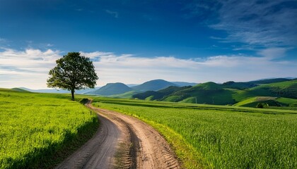 Fototapeta premium road in the field