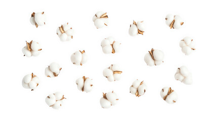 Fototapeta premium a close-up view of small white popcorn kernels scattered on a white surface showcasing their unique shapes and textures. natural appearance of the kernels