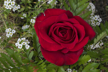 Red rose in a bed of greens