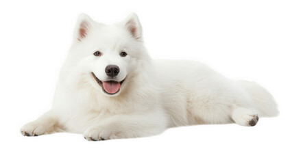 Fototapeta premium a fluffy white samoyed dog lies on a reflective surface smiling at the camera showcasing its friendly demeanor and beautiful coat the background is plain white emphasizing the dog's features
