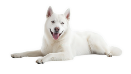 a fluffy white dog lying down with a happy expression on a light background. dog's playful and friendly demeanor perfect for pet-related content