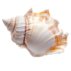 Fototapeta premium a beautifully detailed seashell showcasing its intricate patterns and colors perfect for decorative purposes or educational displays about marine life