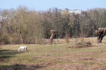 Grazing white horses in the natural fields of Hof Ter Musschen, Woluwe Saint Lambert, Brussels Capital Region, Belgium