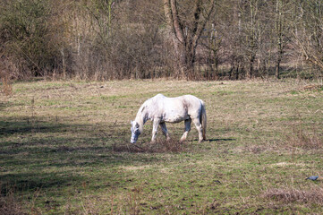 Obraz premium Grazing white horses in the natural fields of Hof Ter Musschen, Woluwe Saint Lambert, Brussels Capital Region, Belgium