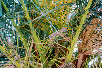 Small green dates grow on a date palm among dense foliage