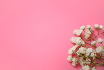 Fototapeta premium A delicate branch of white gypsophila flowers placed in the lower right corner on a soft pink background. Minimalist floral design for spring, romance, and beauty themes.