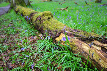 Bluebell flowers blooming around a tree in a Scottish forest