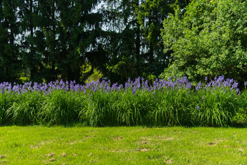 Purple iris flowers in green meadow in the summer park.