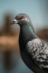 Pigeon head closeup, urban wildlife