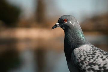 Pigeon head closeup, urban wildlife