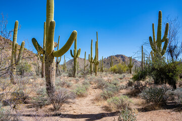 Saguaro cactus field