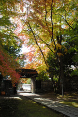 Fototapeta premium 比叡山里坊 慈眼堂境内の紅葉 滋賀県大津市坂本