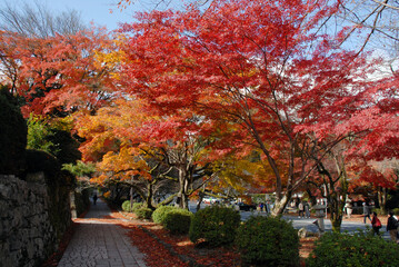 Naklejka premium 坂本観光 日吉大社参道の紅葉 滋賀県大津市坂本