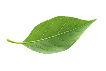 Obraz premium Realistic green leaf with detailed veins and natural texture on Transparent Background