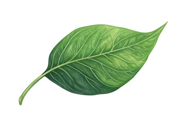 Obraz premium Realistic green leaf with detailed veins and natural texture on Transparent Background