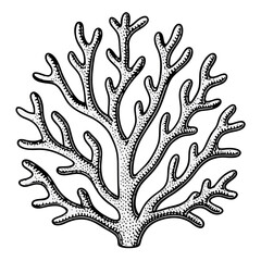 Obraz premium an intricate vector illustration of a coral, detailed and in a hand-drawn style