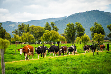 Obraz premium Cow grazing peacefully in a lush green field on a sunny farm landscape