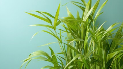 Obraz premium Lush Green Foliage with Water Droplets Against Teal Background