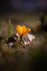 żółte krokusy wiosenne © Ignacy