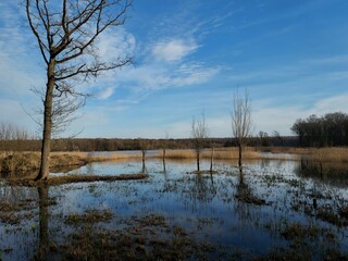 Mare à Goriaux, foret domaniale Raisme Saint-Amand-les-Eaux Wallers, Hainaut, Hauts-de-France, Nord