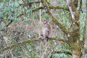 A threatening monkey on a tree