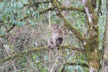 A threatening monkey on a tree