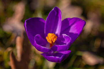 fioletowy krokus wiosenny © Ignacy