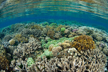 A lush and healthy coral reef grows extremely shallow near Tanjung Flesko, North Sulawesi. This area, near Lembeh Strait, lies just above the equator and harbors extraordinary marine biodiversity.