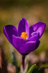 fioletowy krokus wiosenny