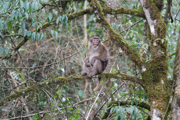 A threatening monkey on a tree