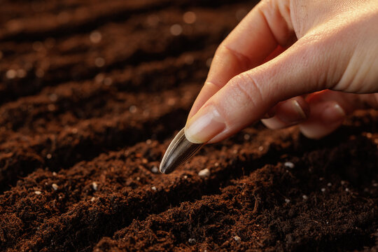 Close-up of hands holding sunflower seeds, preparing for planting in fertile soil, symbolizing growth, agriculture, and sustainability.