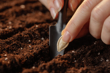 A close-up of a hand planting a pumpkin seed in rich, fertile soil using a small shovel. The focus...