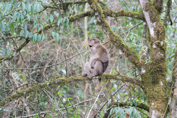 A threatening monkey on a tree