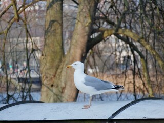 Möwe steht auf Bushaltestelle Rathaus/Oper Kiel
