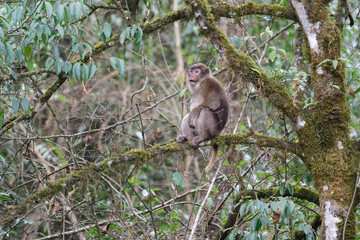 A threatening monkey on a tree