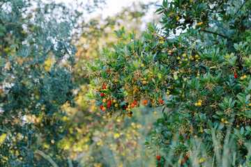 Beginning to ripen the fruits of the strawberry tree among the green leaves in the garden