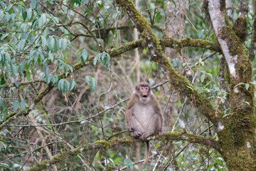 A threatening monkey on a tree