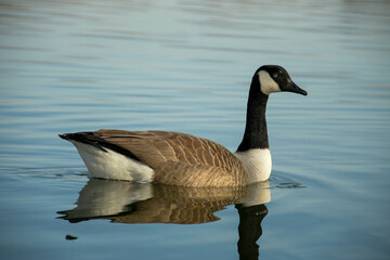 Canadian goose swimming