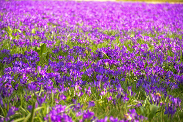 Fototapeta premium Purple crocus flowers in spring