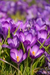  Purple crocus flowers in spring © Malgorzata