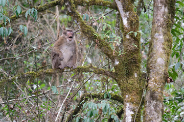 A threatening monkey on a tree