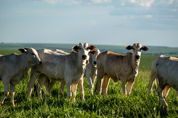 Nelore cattle in pasture at dusk