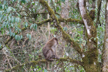 A threatening monkey on a tree