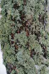 Green curly moss on a pine trunk in the forest